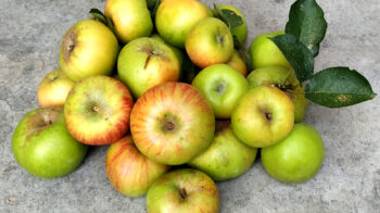 Bengali Apple Chutney
